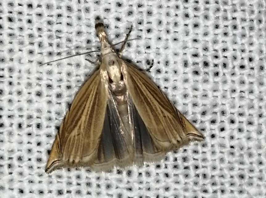 Metacrambus carectellus - homoki fűgyökérmoly
