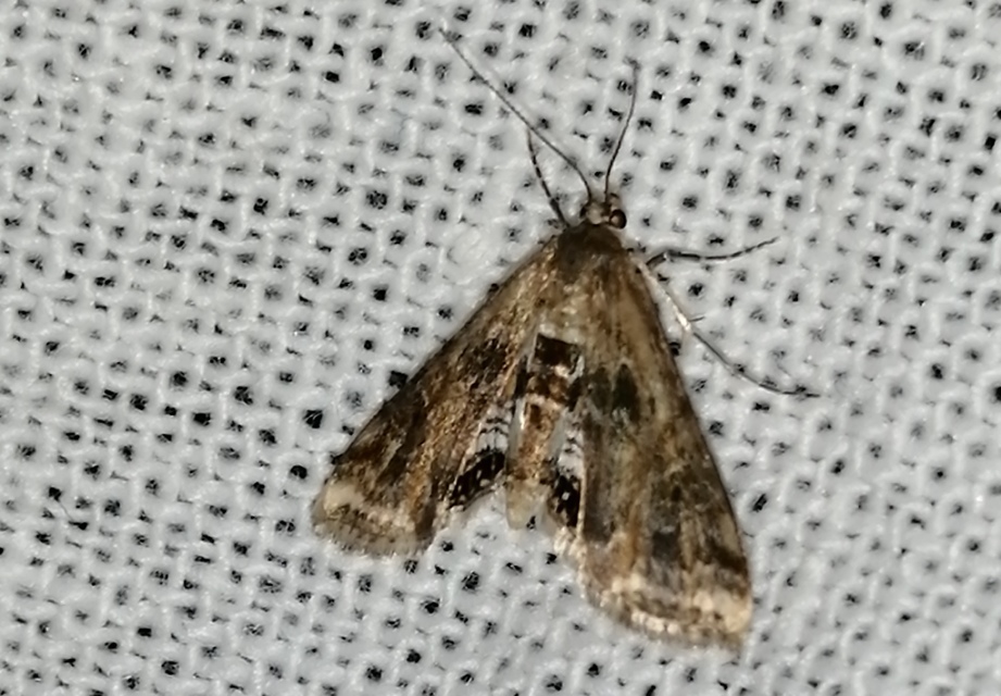 Cataclysta lemnata - békalencsemoly