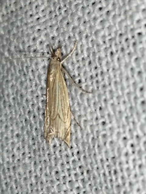 Metacrambus carectellus - homoki fűgyökérmoly