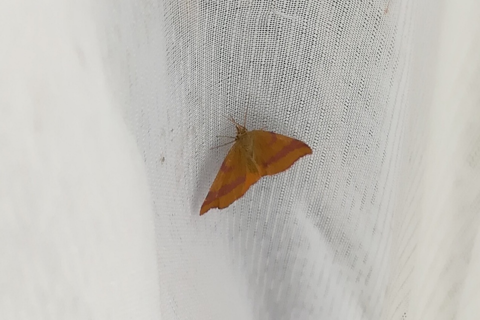 Lythria cruentaria - bíborcsíkos araszoló