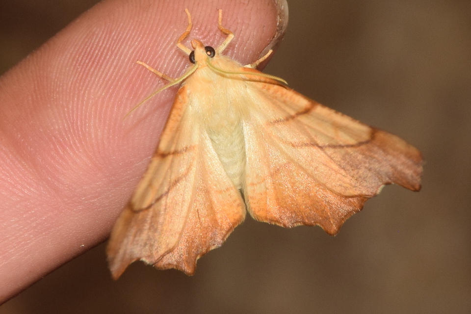 Ennomos fuscantaria - kőris-levélaraszoló