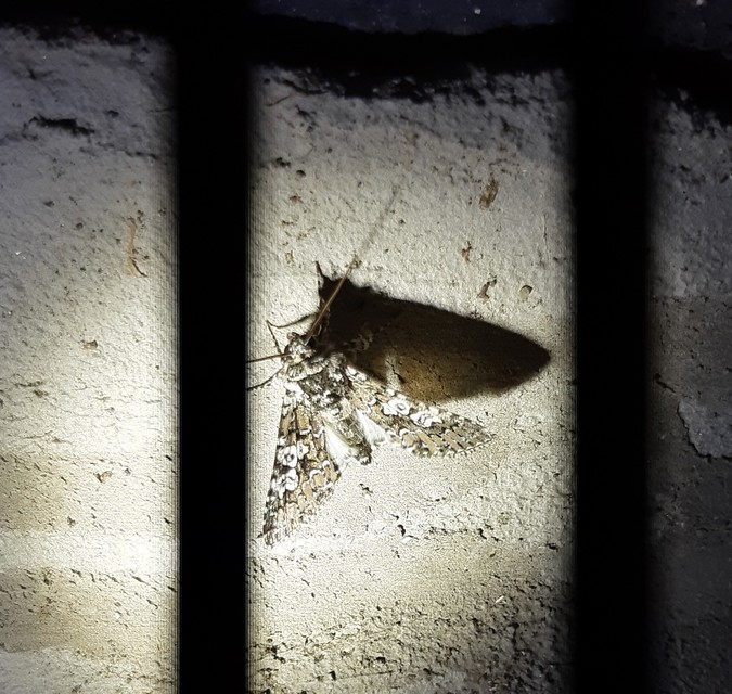 Lamprosticta culta - hármasfoltú bagoly