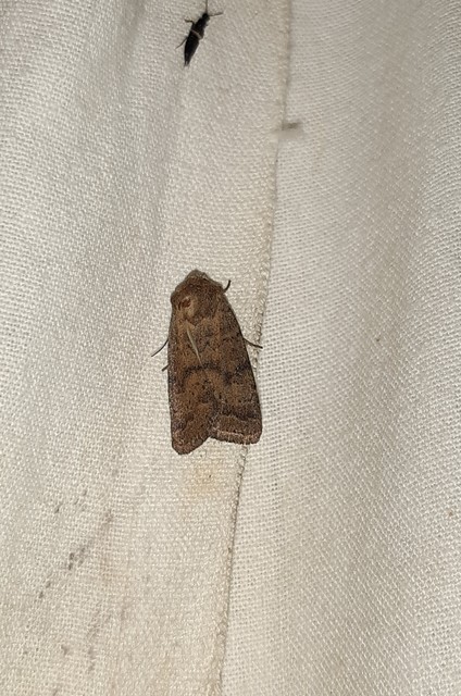 Hoplodrina octogenaria - barna selymesbagoly