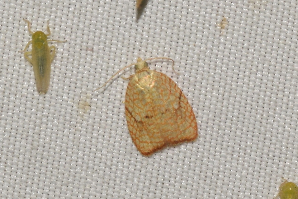 Acleris forsskaleana - juharos levélmoly