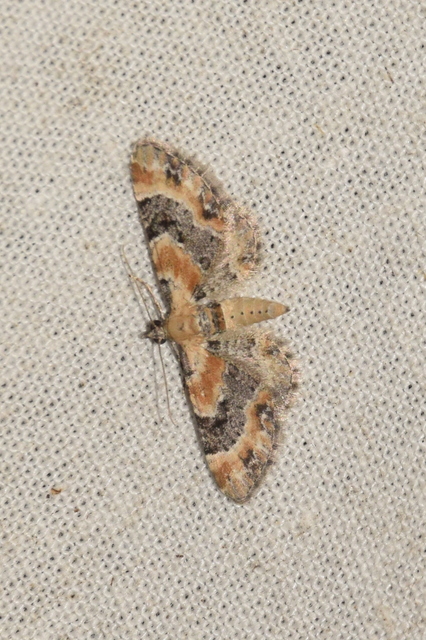 Eupithecia linariata - vonalas törpearaszoló