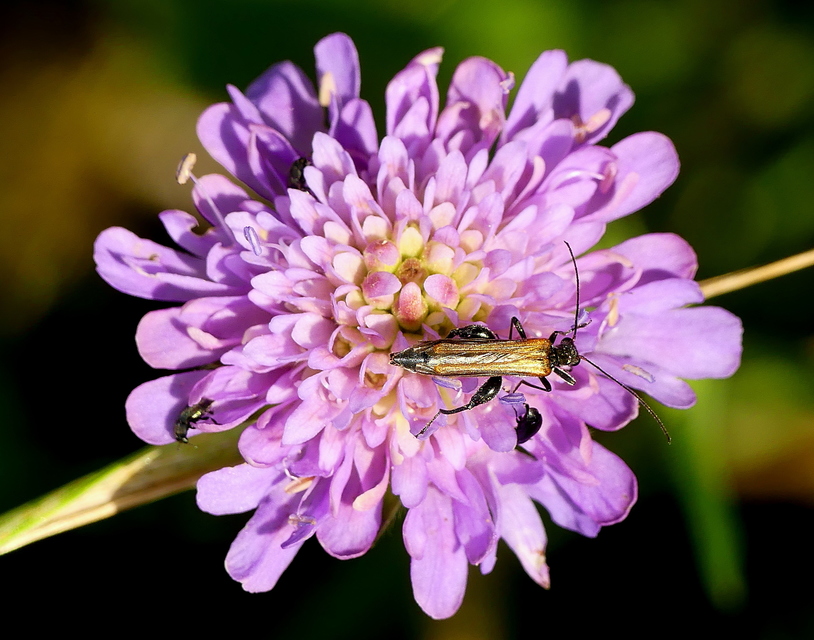 Oedemera femorata - sárgahátú álcincér