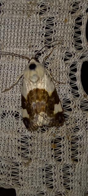 Acontia lucida - fehér nappalibagoly