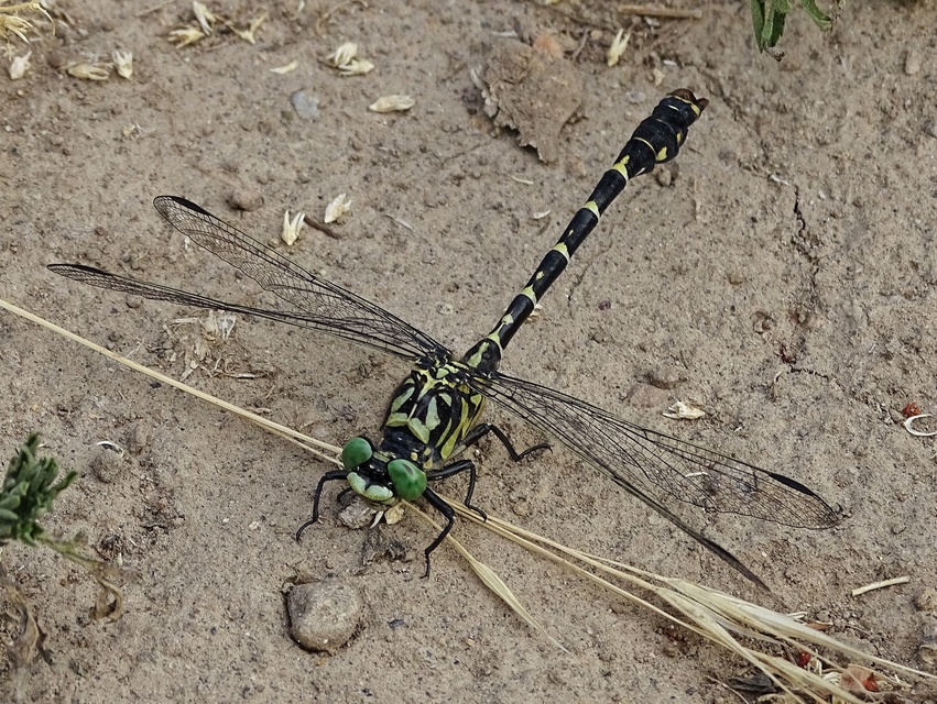 Onychogomphus forcipatus - gyűrűs folyami-szitakötő