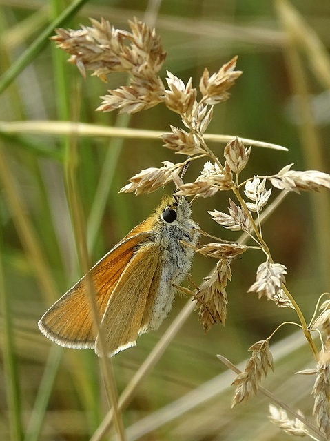 Thymelicus lineola - vonalas busalepke