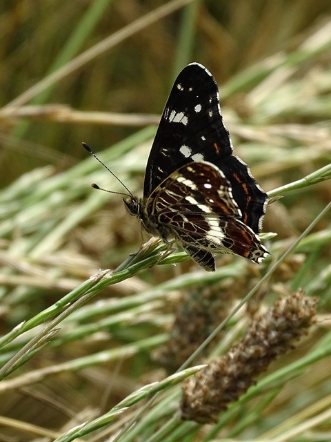 Araschnia levana - pókhálós lepke