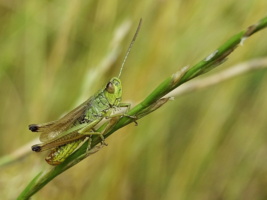 Pseudochorthippus parallelus - közönséges rétisáska