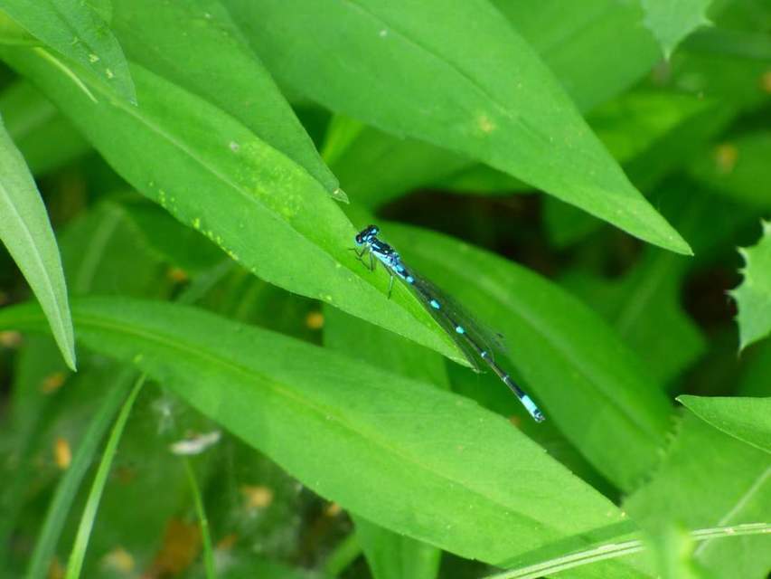 Coenagrion pulchellum - karcsú légivadász