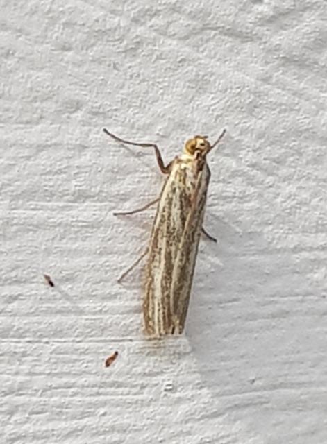 Selagia argyrella - ezüstös karcsúmoly