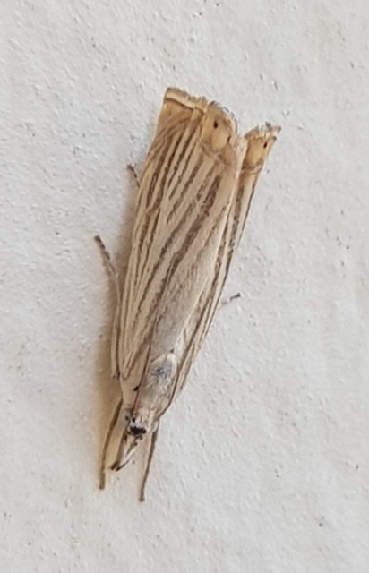 Chrysoteuchia culmella - kerti fűgyökérmoly