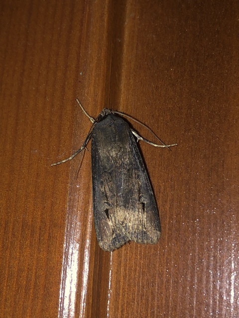 Agrotis ipsilon - nagy földibagoly