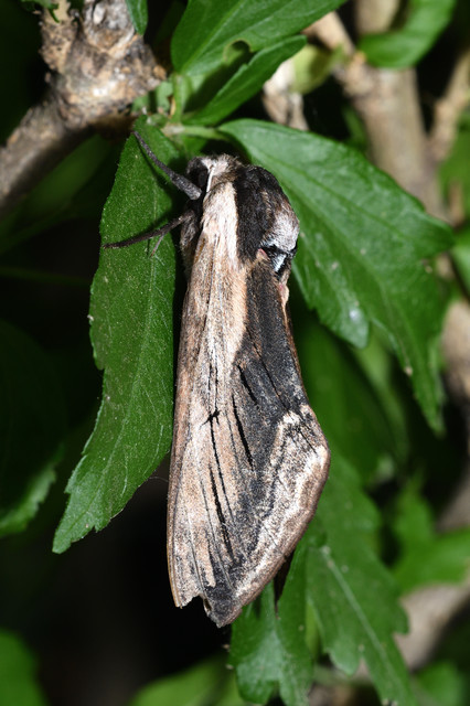 Sphinx ligustri - fagyalszender