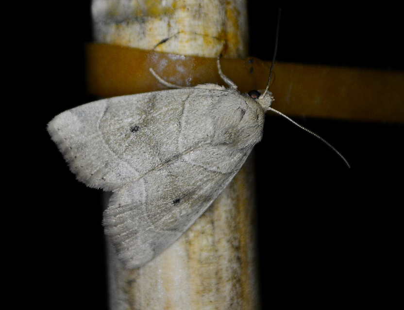 Cosmia trapezina - közönséges lombbagoly