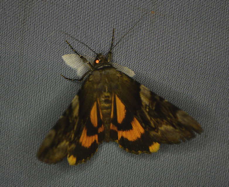 Catocala fulminea - galagonya-övesbagoly
