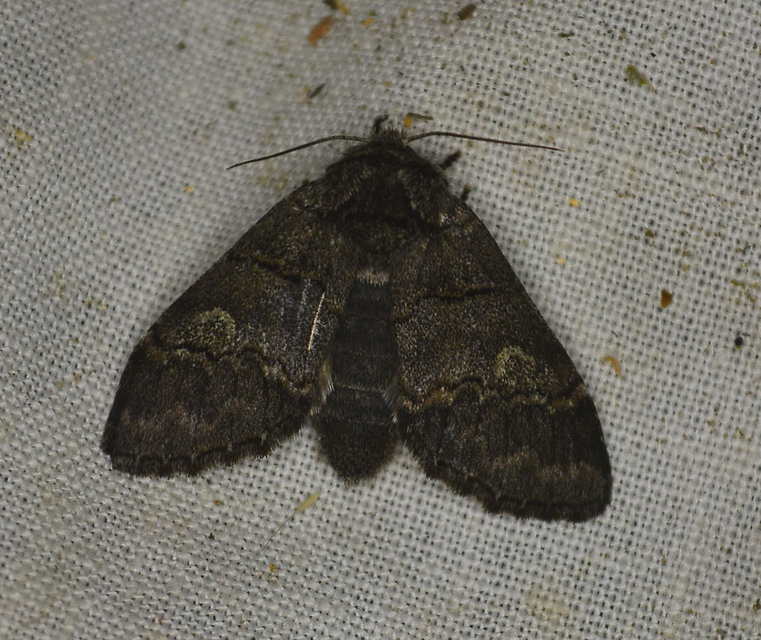 Drymonia querna - tölgyfa-púposszövő