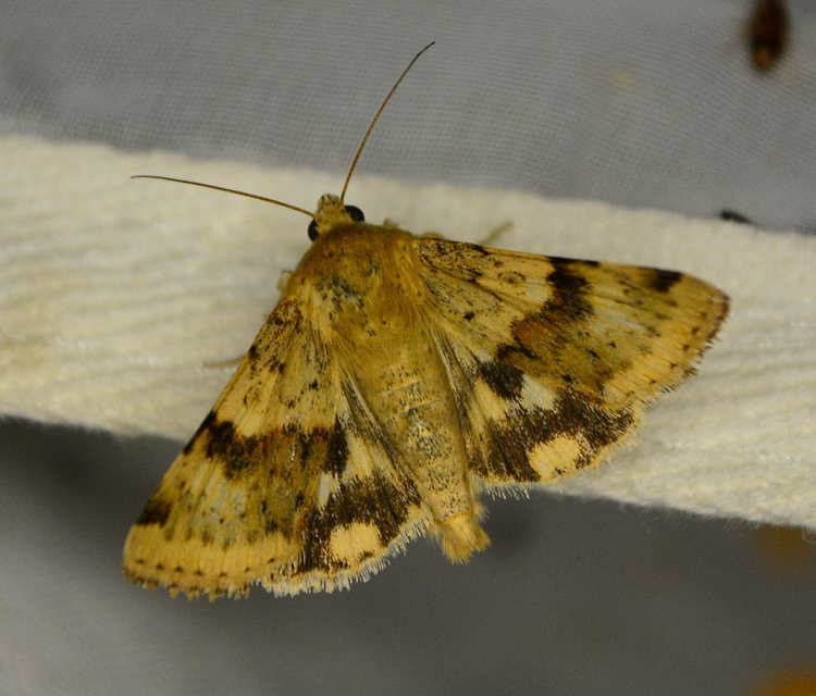 Heliothis viriplaca - mácsonyabagoly