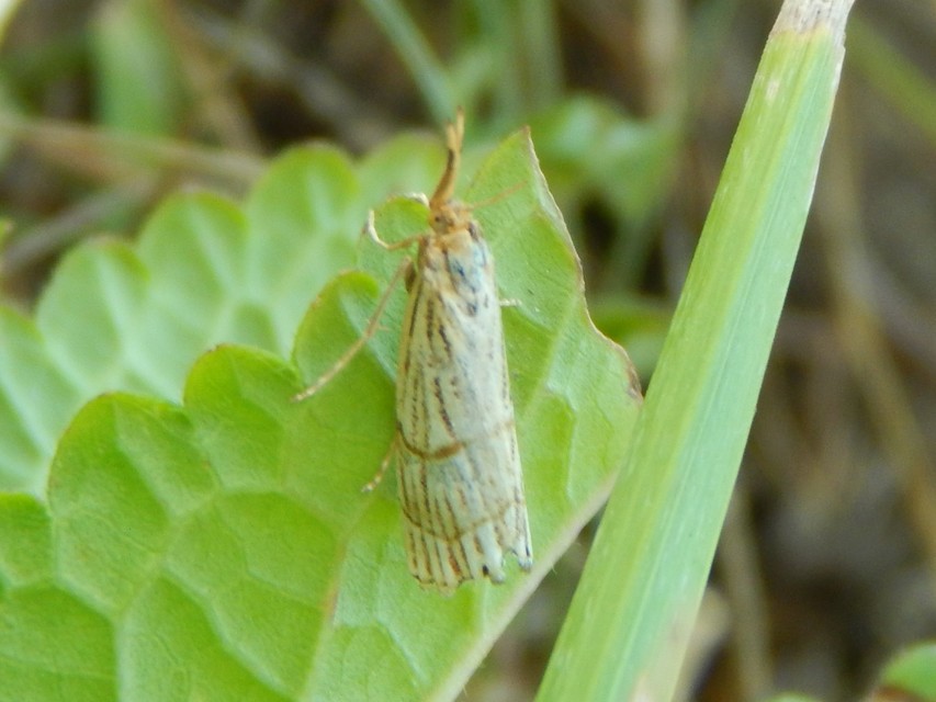 Chrysocrambus linetella - déli fűgyökérmoly