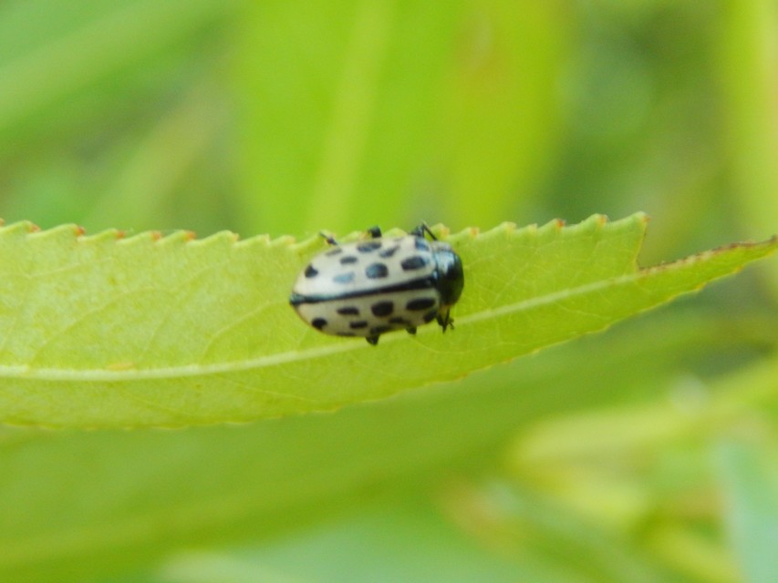 Chrysomela vigintipunctata - húszfoltos fűzlevelész