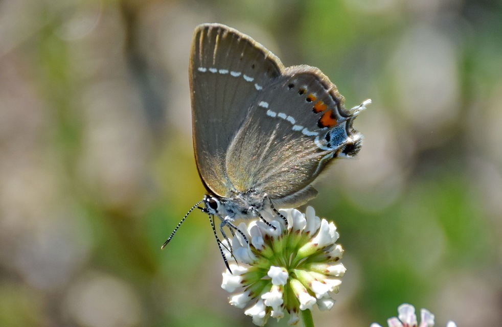 Satyrium spini - kökény-csücsköslepke