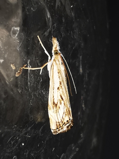 Catoptria falsella - hálós fűgyökérmoly
