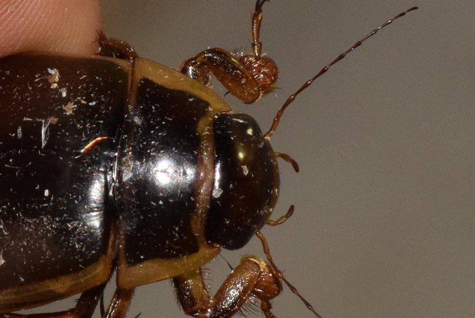 Dytiscus circumcinctus - barnahasú csíkbogár