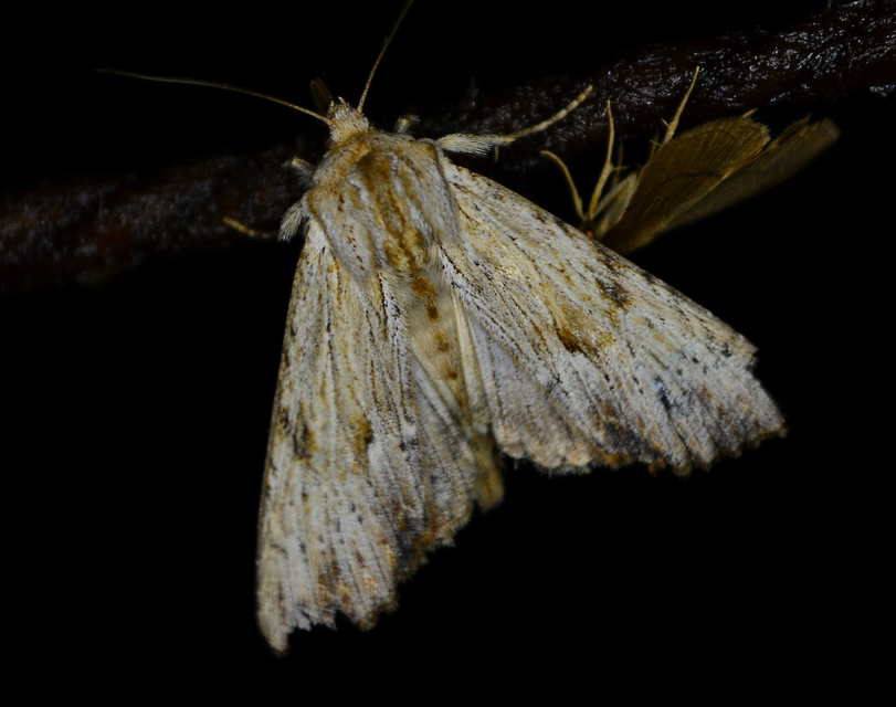 Apamea lithoxylaea - fakó dudvabagoly