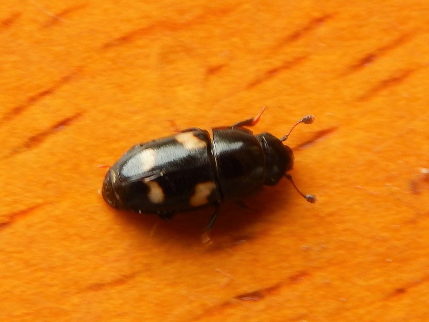 Glischrochilus quadrisignatus - amerikai fénybogár Glischrochilus quadrisignatus - amerikai fénybogár