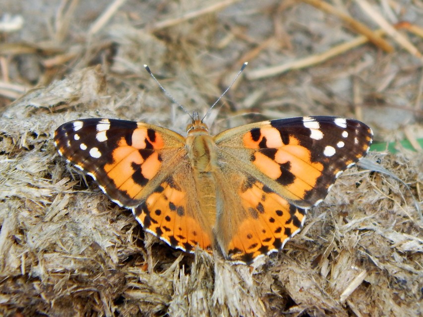Vanessa cardui - bogáncslepke