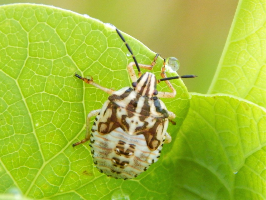 Carpocoris