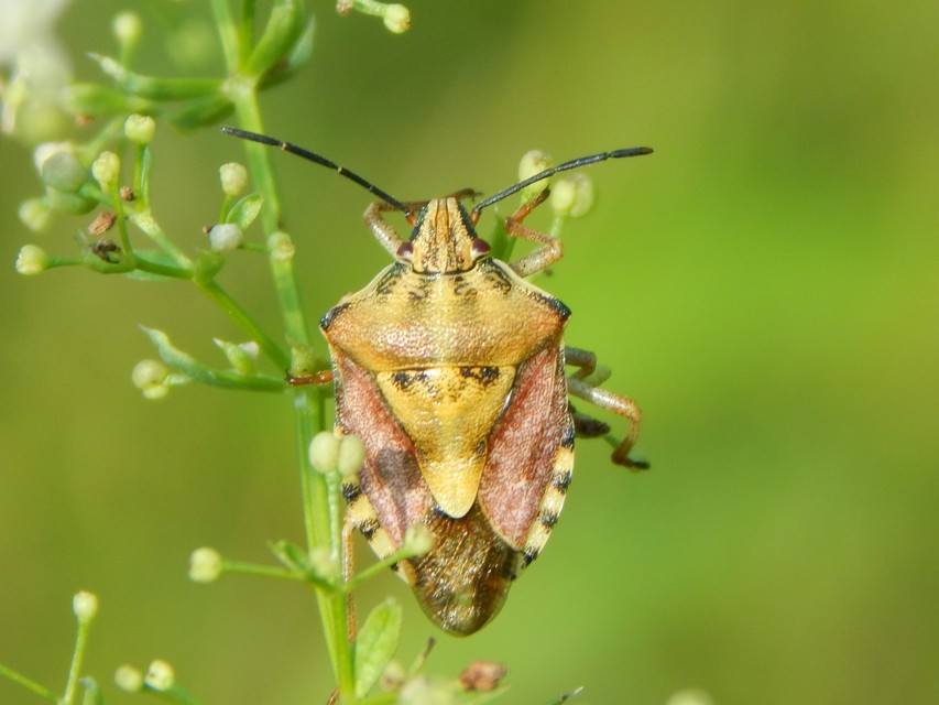 Heteroptera - Poloskák