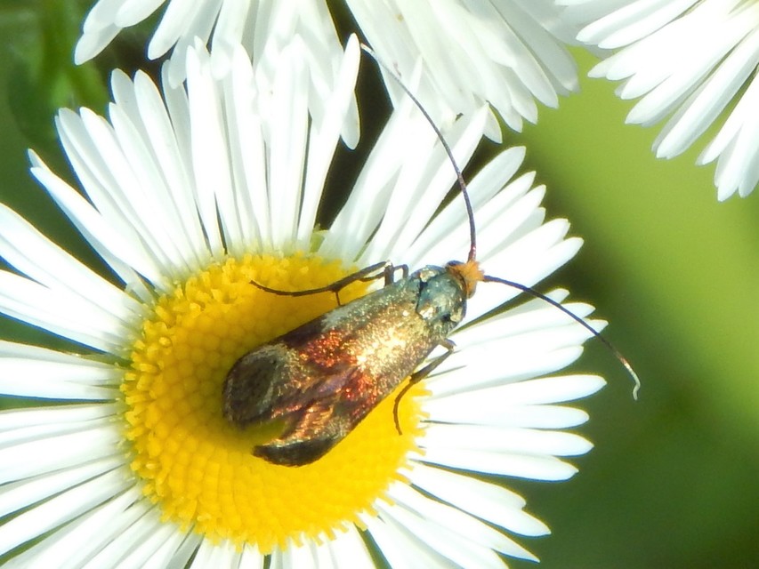 Nemophora