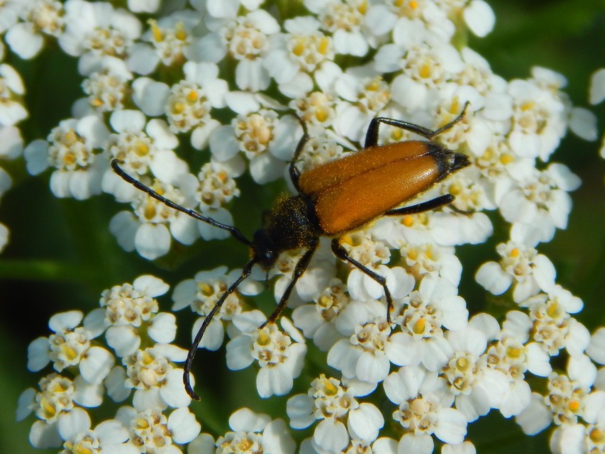 Stictoleptura fulva - vörhenyes virágcincér