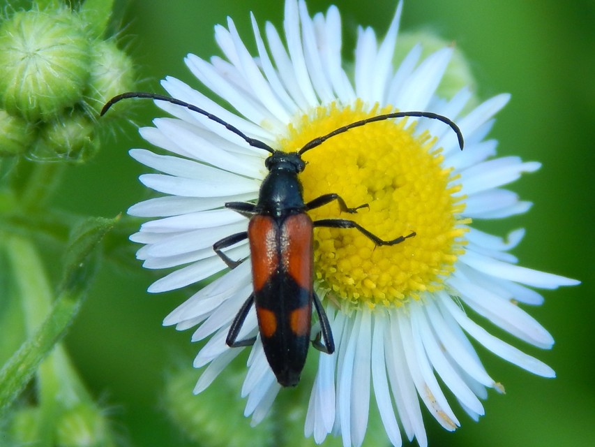 Stenurella bifasciata - kétöves karcsúcincér
