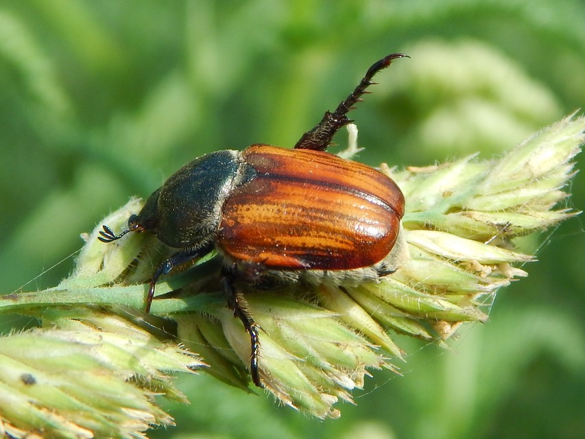 Anisoplia lata - széles szipoly Anisoplia lata - széles szipoly