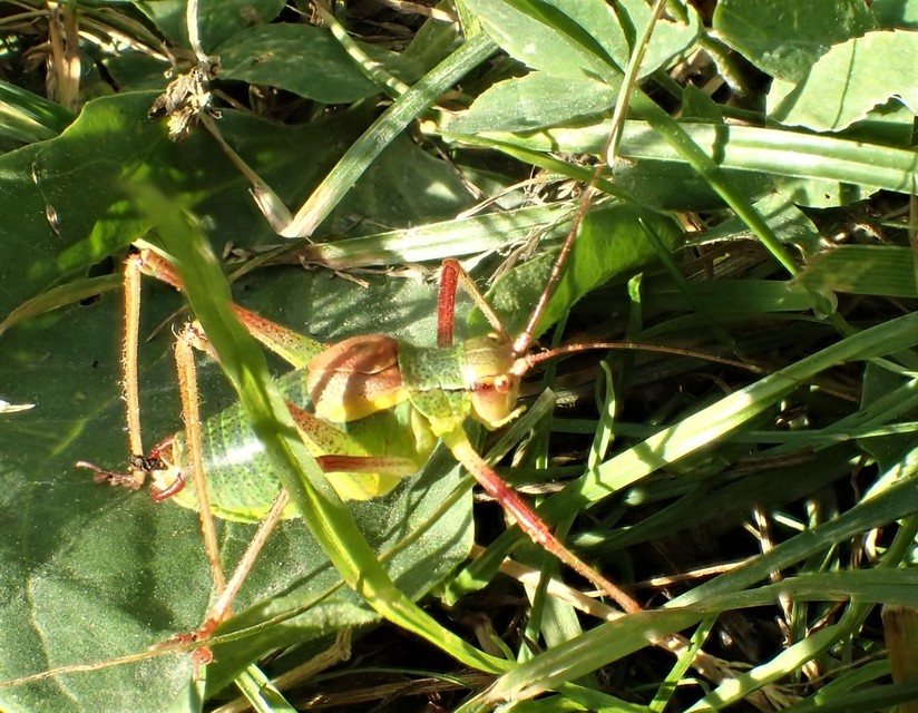 Barbitistes constrictus - északi málnaszöcske