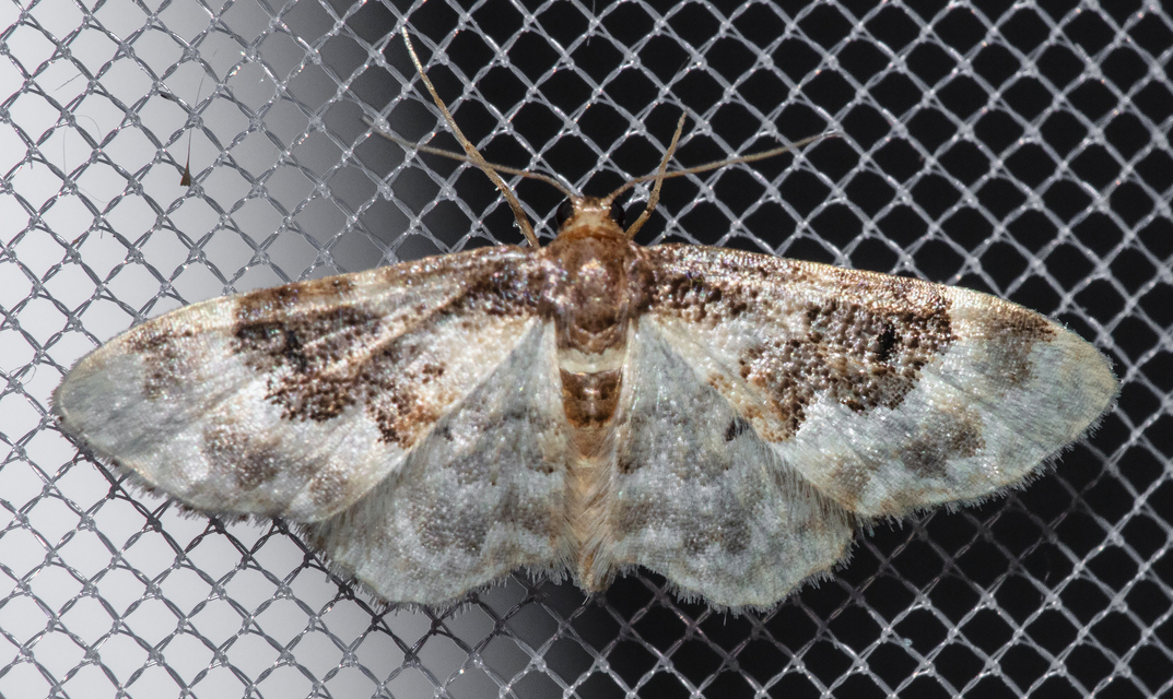 Idaea rusticata - tarka apróaraszoló