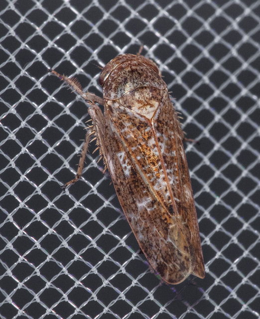 Deltocephalinae