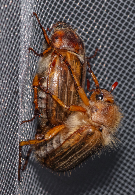 Amphimallon solstitiale - bordás sárgacserebogár