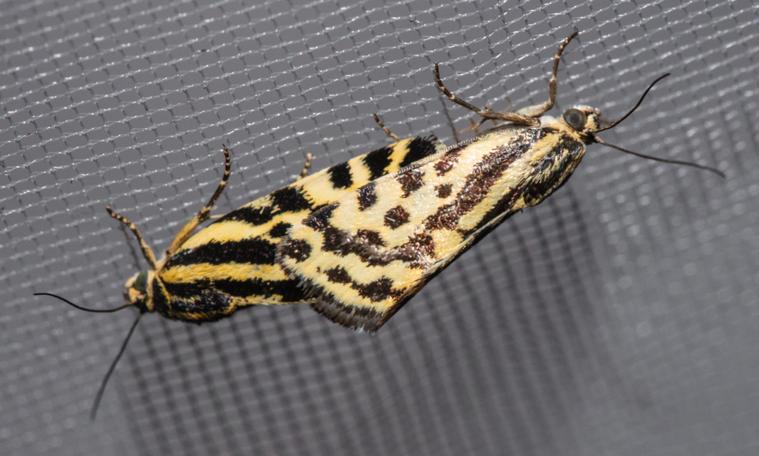 Emmelia trabealis - zebrabagoly