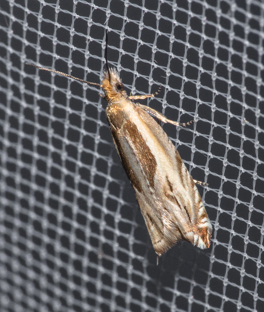 Ancylis apicella - bengesodró horgasmoly