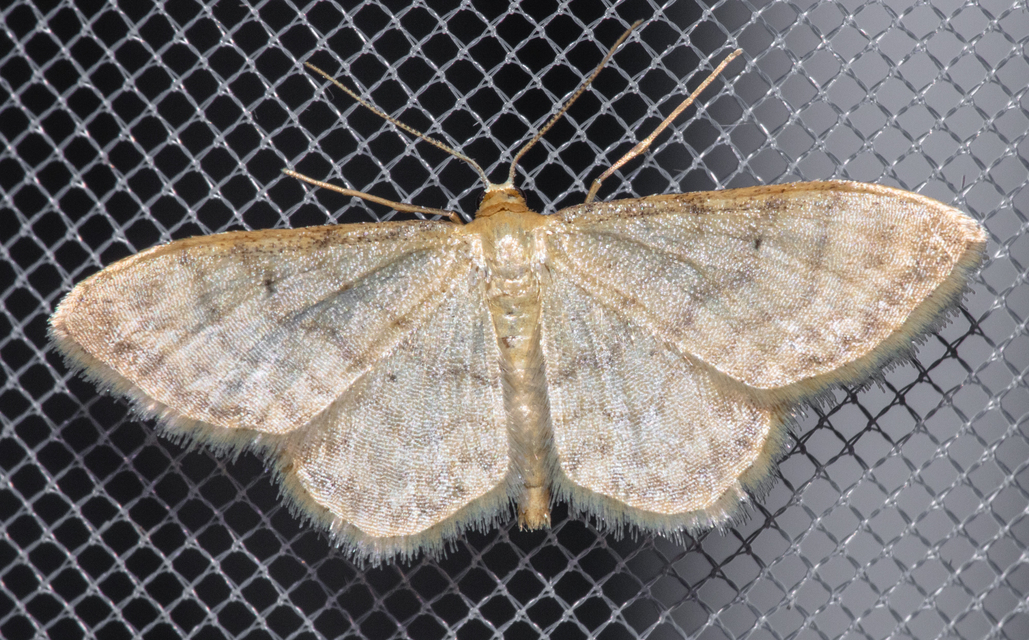 Idaea fuscovenosa - szürkeszélű apróaraszoló