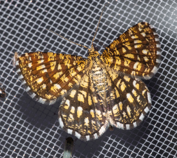 Chiasmia clathrata - rácsos rétiaraszoló