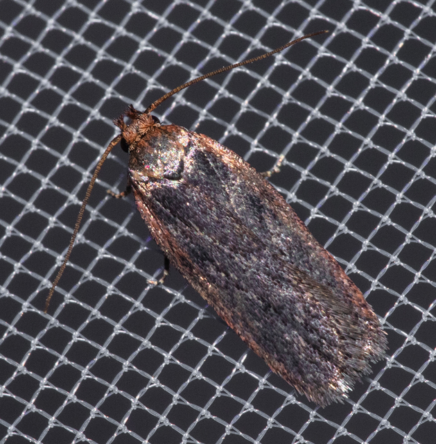 Depressaria