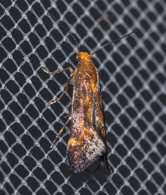 Apodia bifractella - peremizsmag-sarlósmoly