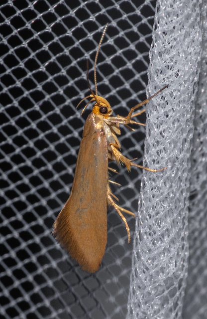 Crassa unitella - aranybarna díszmoly