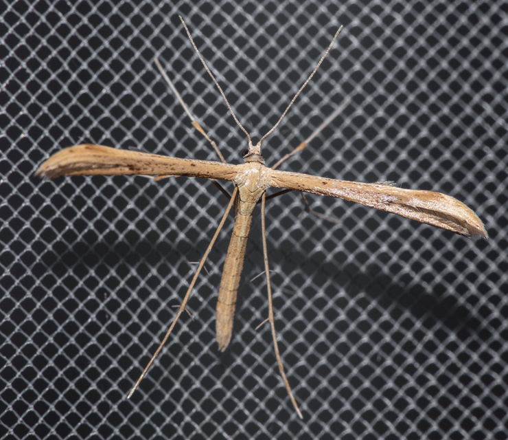 Pterophoridae - tollasmolyfélék